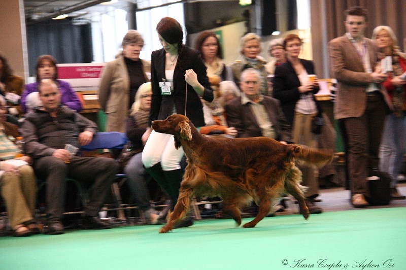 Crufts2011 844.jpg